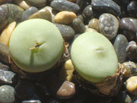 Conophytum wettsteinii