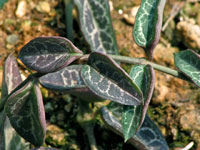 Ceropegia woodii