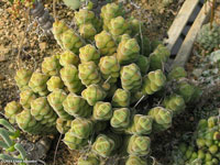 Crassula columella