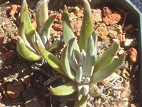 Dudleya abramsii