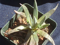 Dudleya abramsii