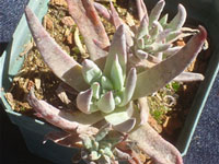 Dudleya abramsii