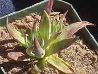 Dudleya abramsii