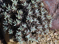 Dudleya albiflora