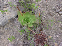 Dudleya brittonii