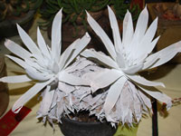 Dudleya anthonyi