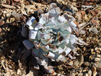 Dudleya anthonyi