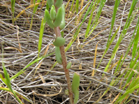 Dudleya variegata