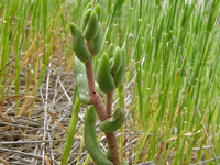 Dudleya variegata