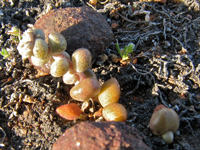 Dudleya blochmaniae