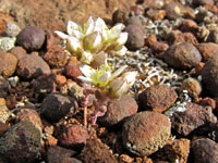 Dudleya blochmaniae