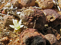 Dudleya blochmaniae