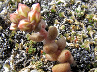 Dudleya blochmaniae