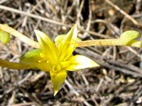 Dudleya variegata