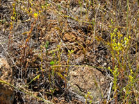 Dudleya variegata