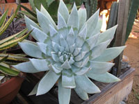 Dudleya brittonii