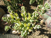 Dudleya brittonii