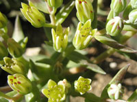 Dudleya brittonii