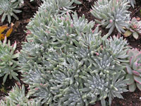 Dudleya caespitosa