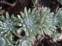 Dudleya caespitosa