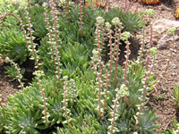 Dudleya caespitosa