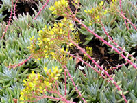 Dudleya caespitosa