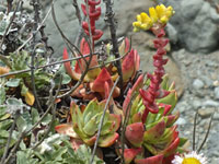 Dudleya caespitosa