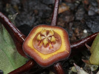 Duvalia caespitosa