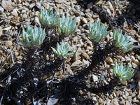 Dudleya campanaulata