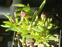 Delosperma crassuloides