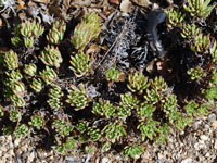 Dudleya cultrata