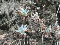 Dudleya cymosa