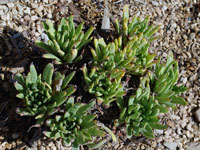 Dudleya cymosa