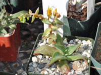 Dudleya cymosa