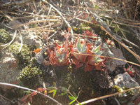 Dudleya cymosa