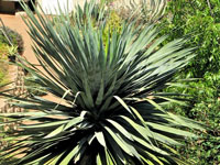 Dracaena draco