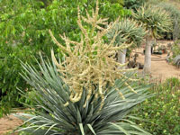 Dracaena draco