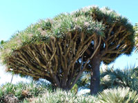 Dracaena draco