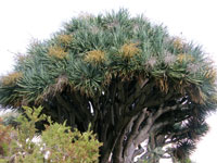 Dracaena draco