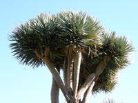 Dracaena draco