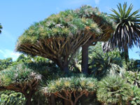 Dracaena draco