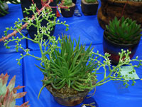 Dudleya edulis