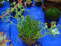 Dudleya edulis