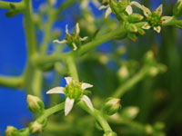 Dudleya edulis