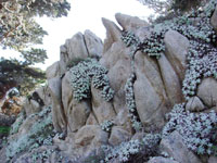 Dudleya farinosa