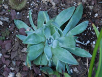 Dudleya farinosa