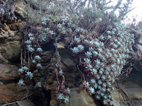 Dudleya farinosa