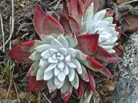 Dudleya farinosa