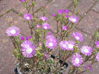 Delosperma floribundum