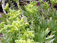 Dudleya guadalupensis